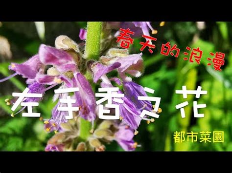 左手香風水|【左手香開花風水】驚人！左手香開花風水解析！掌握。